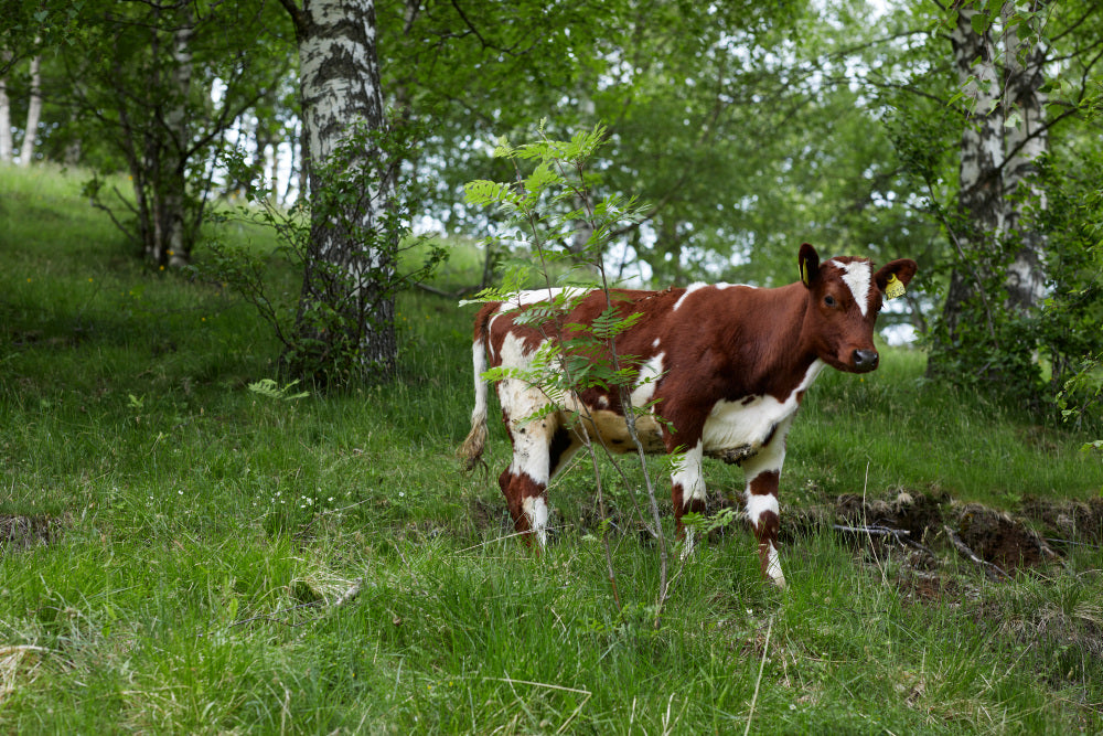 Rauma mönsterhäfte 433 Fivel, barn, dame og herre