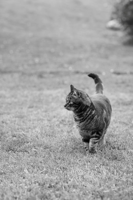 Rauma pattern booklet 433 Fivel, children, ladies and gentlemen